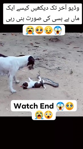 1.7K views · 52 reactions | Allah bachay mosibat say #allah #quranrecitation #islamic #animals #Shocking #shocked #animalsattack #videos #video #quranmajeed #reelschallenge #viralshorts #psl2024 #trendingvideo #trend | Hafiz Online Store | Facebook