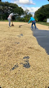 3.9K reactions · 169 shares | Secado de café en beneficio seco. #specialtycoffee #productividad #fertilización #biosiversity #conservación #sustainablefarmingpractices #farmtocupcoffee #coffeeorigin #java #microlotes #java #cafeconhistoria #directrade #cafeconhistoria #cafetostado #cafesostenible #diversificación #resiliencia #cosecha #geisha | Finca La Venus Coffee Estate | Facebook