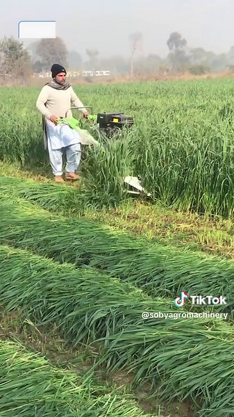 Wheat Harvesting | Paddy Harvesting | Mini Reaper | Chara jat ki cutting wala Reaper