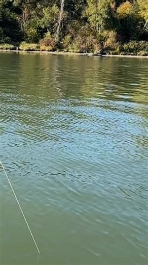 64K views · 49K reactions | Incredible Show  Hands down one of the best jumps of the year 勞 Every guided trip is a reminder of why the Fraser River in BC, Canada is home to the best sturgeon fishery in the world  If you’re visiting Vancouver, this is an experience you can’t miss! #WorldClass #BestFisheriesOnEarth #SturgeonFishing #CatchAndRelease #FishOfALifetime #BookWithUs | Lang's Fishing Adventures | Facebook