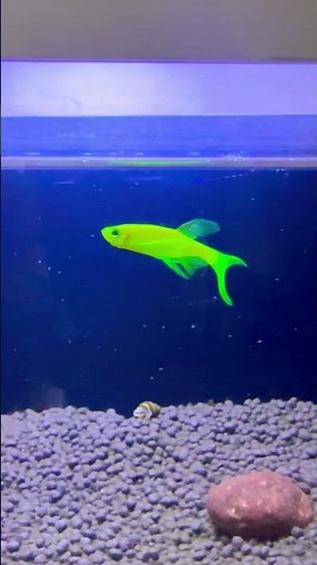 Veil tail zebra fish #veiltail #zebrafish #aquarium #exoticaquariumfish
