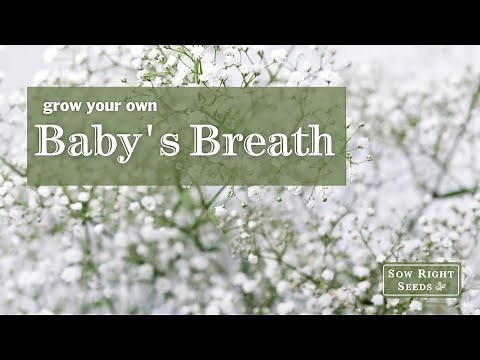 Sow Right Seeds | Annual Baby's Breath