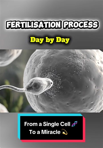 Ever wondered what really happens inside a mother’s body after fertilization? 🌸 From the moment the cell meets the egg to the creation of new life — this is the day-by-day journey of fertilization. Watch how life begins at a microscopic level — cell by cell, heartbeat by heartbeat. 💫 👶 Educational • Realistic 3D Visualization • Miracle of Life #fertilization #pregnancyjourney #pregnancytiktok #medicaleducation #pregnantlife