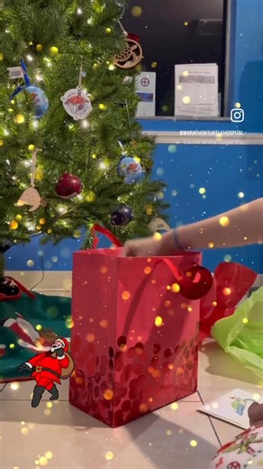 130K views · 174 reactions | Shop with a purpose this holiday season and get your shopping done early! We have huge variety of items available for loved ones of all ages! Every purchase helps support our care for our patients here at The Turtle Hospital! https://seaturtlehospitalstore.com/ #shopwithpurpose #rescuerehabrelease #seaturtle #seaturtlelove #seaturtlehospital #nonprofit #christmasshopping | The Turtle Hospital | Facebook