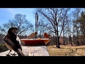 Common Backyard Birds in Early Spring | Relaxing Nature Video