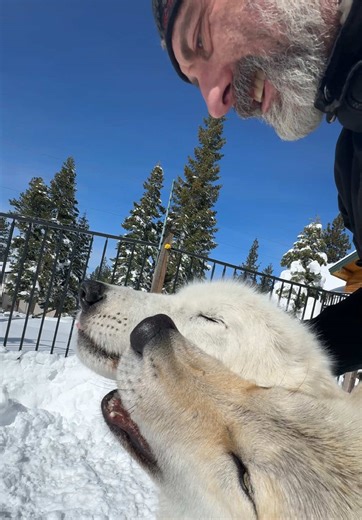 One week post surgery! Oliver “the wolf guy” vs. Cancer update. (I hurt, but I'm healing) #wolves #cancer #fyp