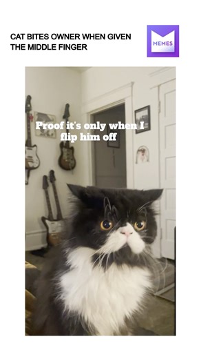 4.3M views · 55K reactions | Cat only attacks middle finger | Puns | Facebook