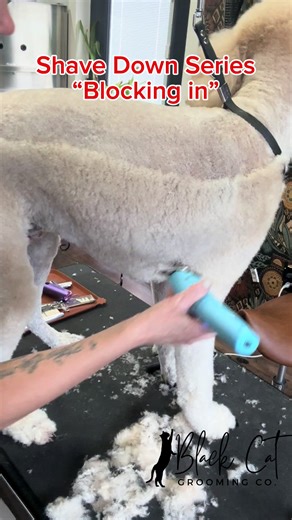 Cool Dog Grooming Tips in Just 54 Seconds