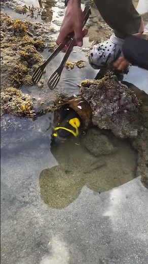 Live Needlefish Catch Using Tool