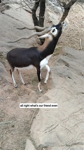 "Crypto" #best #wildlife #shorts #famous #cryptothemagnificent