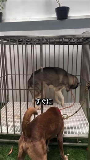 【感動】唸るハスキー→アルファドッグが近づくと即静寂