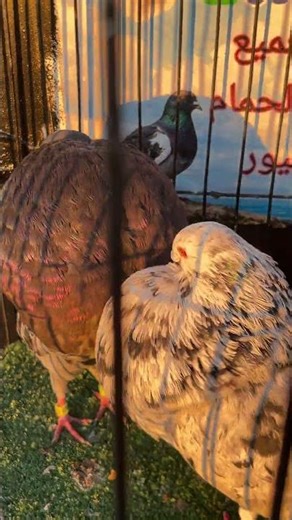 كوبلة كاديتان 2025