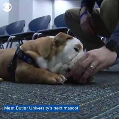 GO BULLDOGS: Butler University is training its next mascot, a 12-week-old bulldog puppy named Blue IV, who will take over from a retiring 8-year-old bulldog named Tripp. | CBS News
