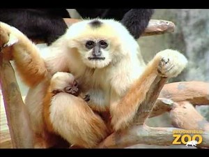 New Baby Gibbon at Brookfield Zoo