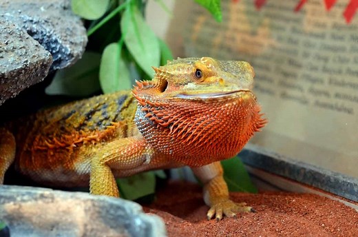 10 Common Reasons Your Bearded Dragon Is Closing Its Eyes