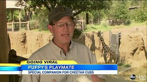 Cheetah Cubs Grow up Alongside a Puppy