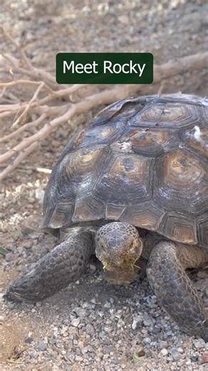 11K views · 1.1K reactions | Meet Rocky Rocky is a resilient desert...