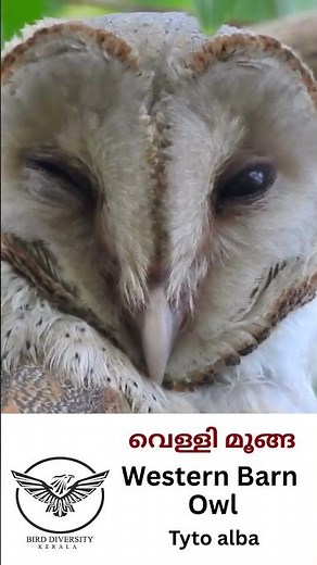 വെള്ളി മൂങ്ങ Western Barn Owl – Nature’s Silent Hunter #birdwatching #vellimoonga