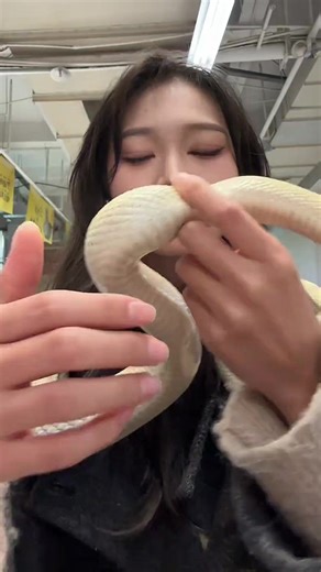 Video Làm Đẹp Cho Chó Cưng Dễ Thương