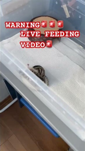 Ball Python Feeding W Syrian Hamster.