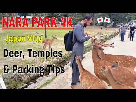 Nara Deer Park 4K Walking Tour | Where to Park & Explore Japan’s Famous Deer Spot