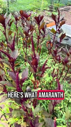 Growing Amaranth for Leafy Greens in Your Garden