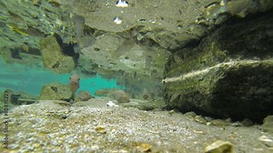 Fish feeding frenzy swim eat underwater in fresh water river time lapse