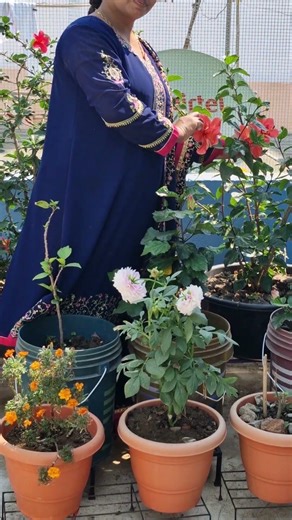 double pattern hibiscus 🌺 👌 #ytshorts #trending #gardening #hibiscus