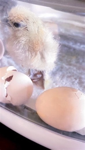 GET READY TO HATCH AT HOME!! 💕🐣🐥 Incubating your own hatching eggs at home can be one of the most rewarding parts of raising chickens. My Pet Chicken offers the best variety of hatching eggs for sale from our breeders across the USA. Shop our awesome selection of hatching eggs now! 🐣 • • • • • • #mypetchickenofficial #mypetchicken #pet #chickens #backyardchickens #hatchingseason #hatchingeggs #hatchathome #rewarding https://bit.ly/4094GG8 | My Pet Chicken