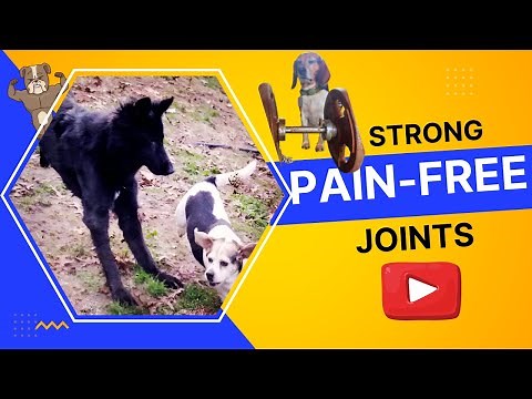 4 Best Natural Dog Joint Supplements for Senior Dogs