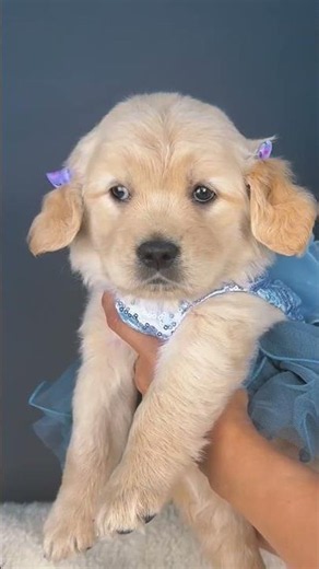 Is this the cutest Golden Retriever ever? 🥰 #puppy #goldenretriever #shorts