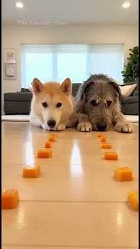 99% Addicted! Best Funny Dog Videos Vines Edition 🐶 Laugh-Out-Loud Momentsiest Vines