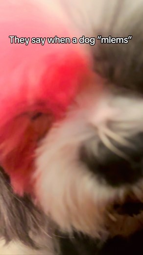 They say when a dog “mlems” it means they’re comfortable around you Just like the famous “dog smile” or a tail wag, a “mlem” shows signs of a relaxed and happy dog when coupled with soft eyes and relaxed ears #cutedog #cuteanimals #pink #fyp | Jenna Cozy