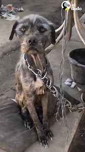 Mira el momento en que esta mujer convence a un chico para que le dé su perro encadenado y sus cachorros ♥️ | El Dodo