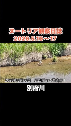 ヌートリア5つ子 #別府川 #ウォーキング #ヌートリア