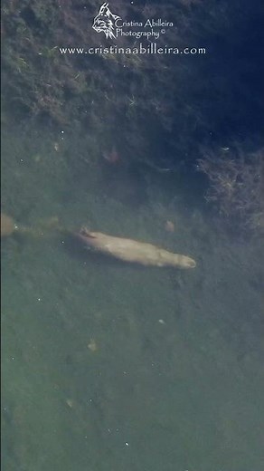 Nutria nadando en el río - Wild Otter swimming in the river