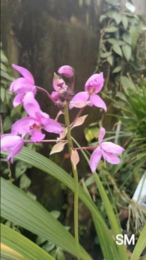 Spathoglottis plicata known as the Philippine Purple Ground #orchidflowers #homegarden