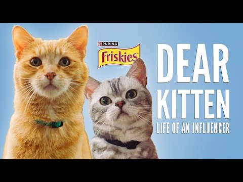 Dear Kitten: Day In The Life Of An Influencer // Presented By Friskies & BuzzFeed