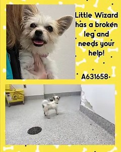 ❤️1/23/25 SAFE! Here's the news we've all been praying for! WIZARD left the shelter and headed straight to the vet for surgery today with RED Collar Rescue! Thank you all for working so hard to save him! His surgery will be expensive so please honor pledges (mention "FOR WIZARD" in the comments) to the link below https://redcollar.org/donate/ Thank you all for being part of our TEAM and a part of Wizard's rescue journey! ❤️❤️❤️❤️❤️❤️ 🚑 Immediate MEDICAL HELP NEEDED for tiny WIZARD🆘‼️ WIZARD ha