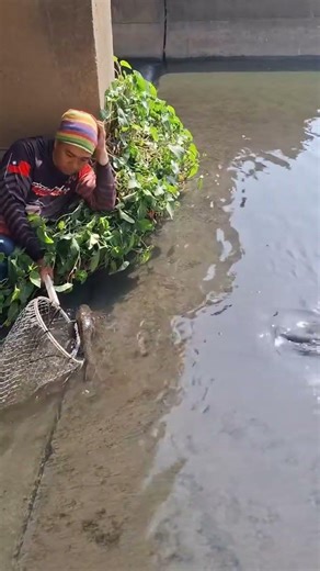 Traditional Chinese fishing techniques #fish#shorts #viralvideo