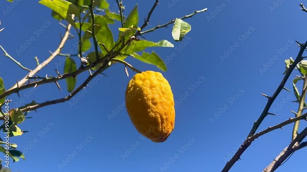 Etrog grow on yellow citron tree.Etrog is the yellow citron or Citrus medica used by Jews during the week-long holiday of Sukkot as one of the four species.