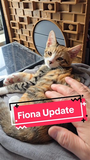 Fiona, la gatita nerd: Actualización divertida