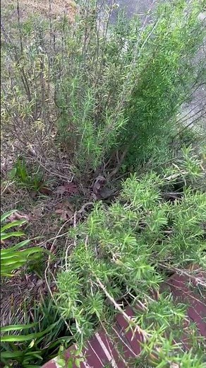 Rosemary. When To Cut It Back.