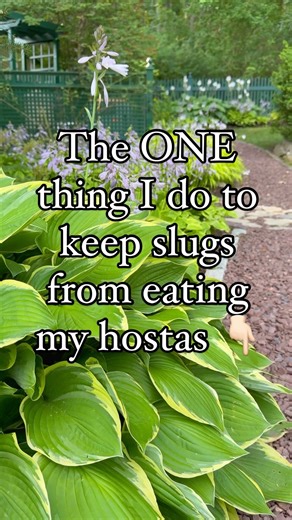 Slugs are the worst! They do so much damage to beautiful plants in a short amount of time. Follow these tips to control and prevent slug damage on your hostas. 🌸 🌸Identify the Problem - Look for slime trails, ragged holes in leaves, and damage to young shoots and flowers, especially at night or early in the morning. 🌸Remove Slugs Manually - Go out in the evening or early morning to handpick slugs from your plants. Dispose of them in a bucket of soapy water. 🌸Create Barriers - Use barriers su