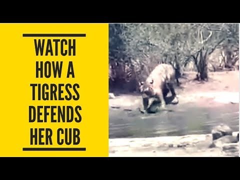 Watch how a tigress protects her cub from predator at Ranthambore National Park