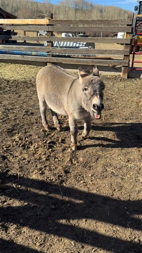 Donkey the Donkey on Instagram: "Does Donkey ever bray? All the time! He does them in all different tones, depending on what he’s trying to say! #donkey #colorado #equestrian"