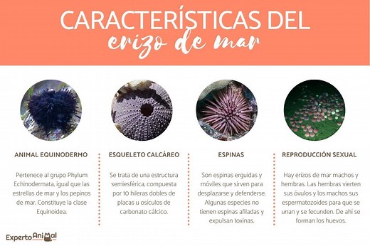 Características del erizo de mar - Esqueleto, hábitat, reproducción, alimentación