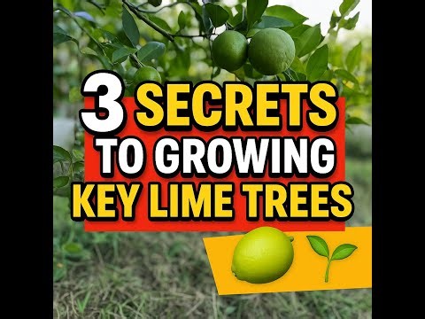 3 SECRETS to growing Key Lime Trees