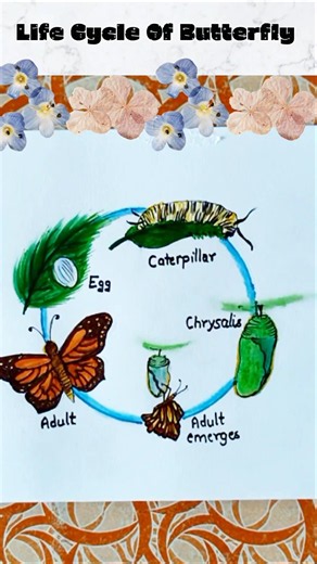 Life Cycle Of Butterfly Project idea #drawing #viral #shorts