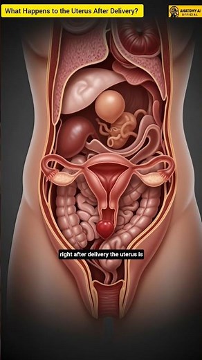 What Happens to the Uterus After Delivery? | Postpartum Changes Explained